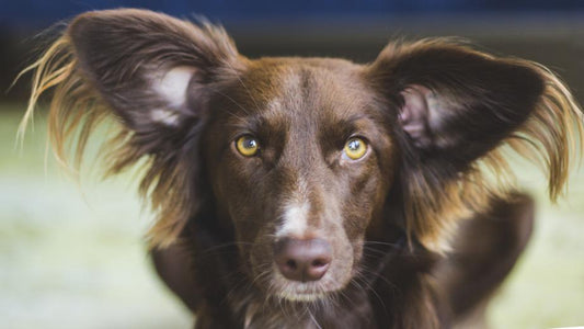 How to photograph your pet like a pro!