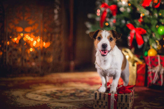 How to prep your home for Christmas with a pet