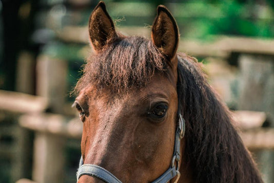 How to wash fabric horse gear and accessories